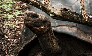 Andes, Amazon & Galapagos 12 Days